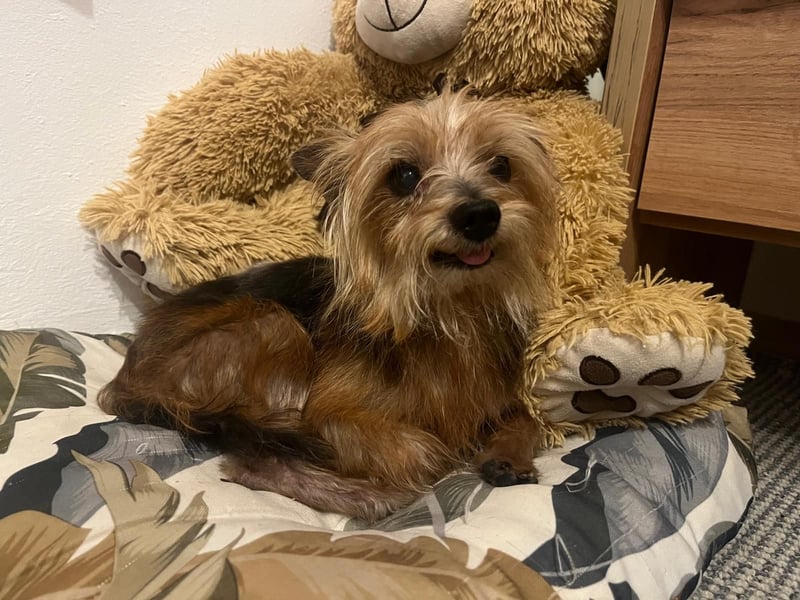 Cookie 24cm geb. 08/2013 wer gibt dem kleinen Kerl ein liebevolles Zuhause