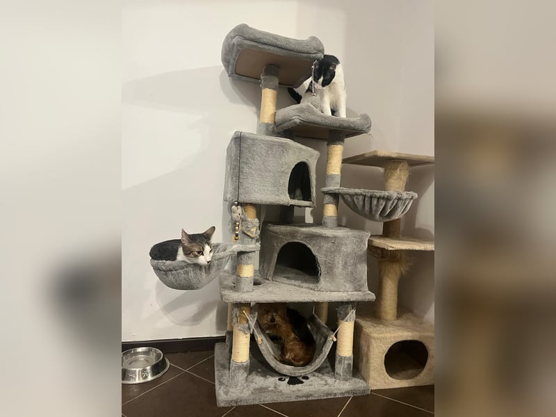 Cookie 24cm geb. 08/2013 wer gibt dem kleinen Kerl ein liebevolles Zuhause