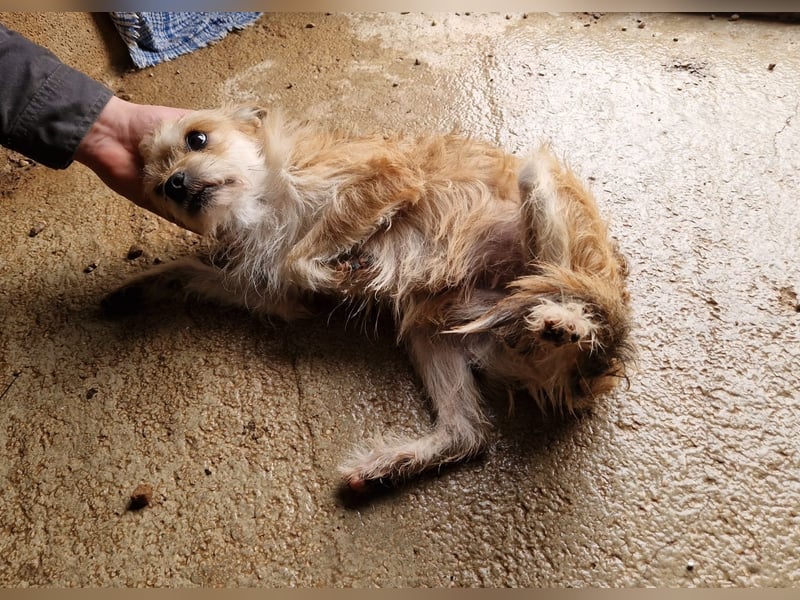 ROSS - sensibler Schatz