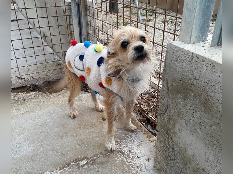 ROSS - sensibler Schatz