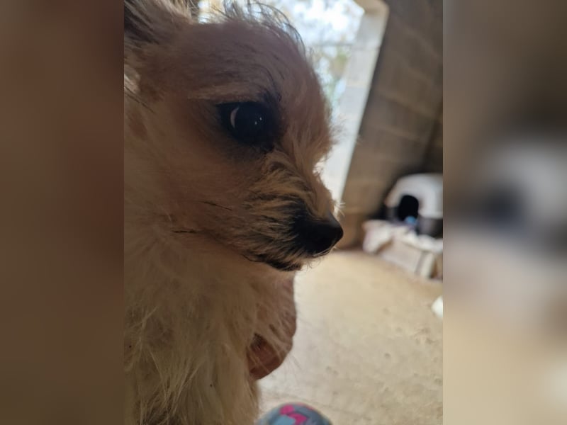 ROSS - sensibler Schatz