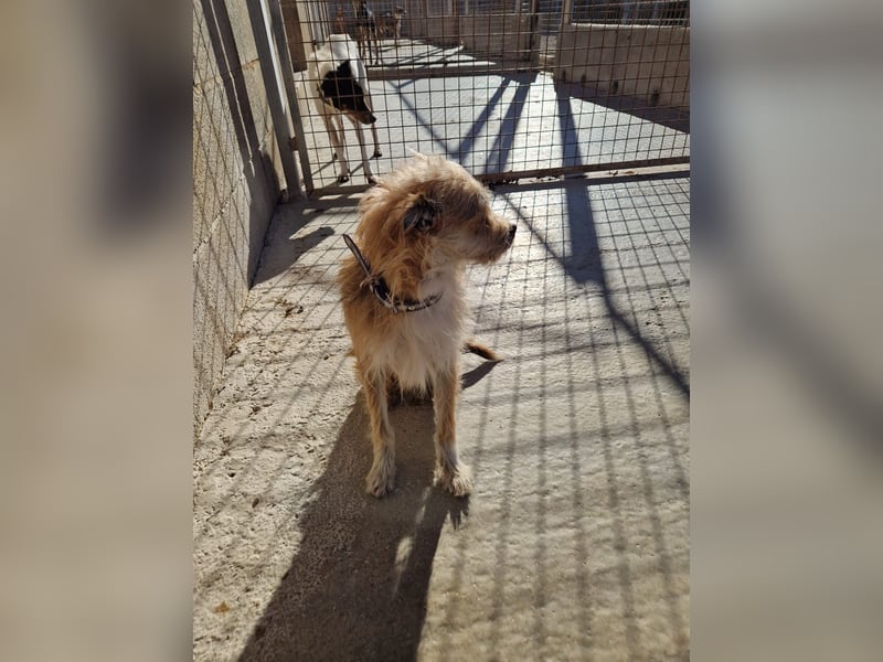 ROSS - sensibler Schatz