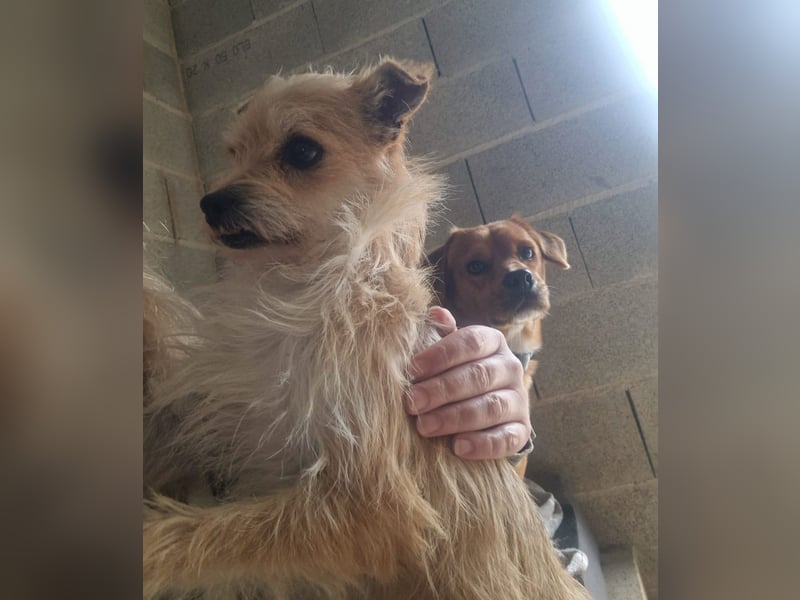 ROSS - sensibler Schatz