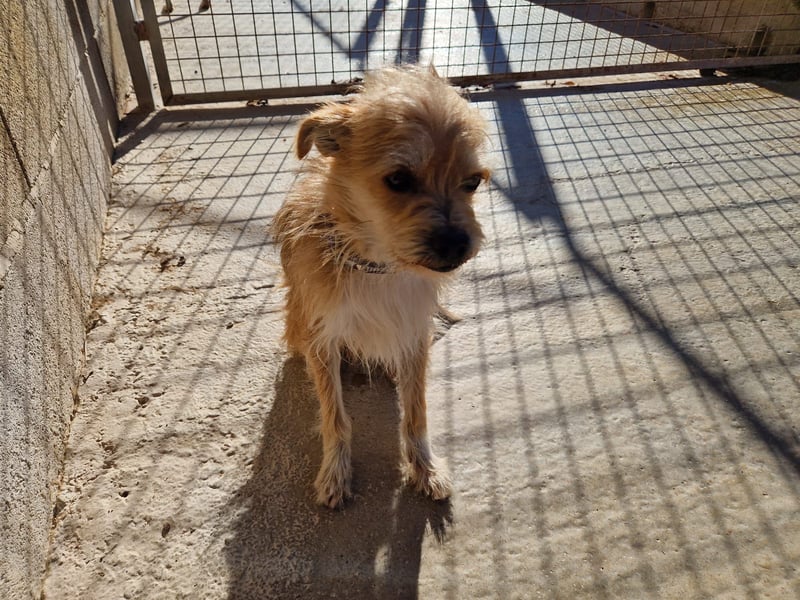 ROSS - sensibler Schatz