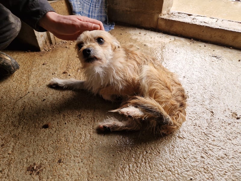 ROSS - sensibler Schatz