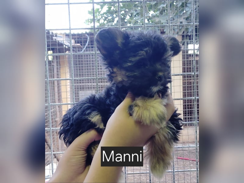 Manni, Safir, Iluna, Maxima und Bruna