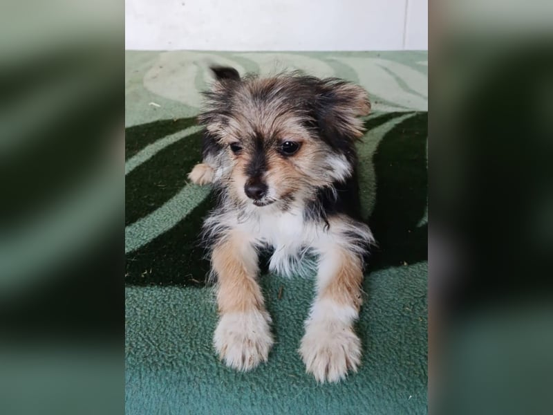 Iluna aus der Welpenbande