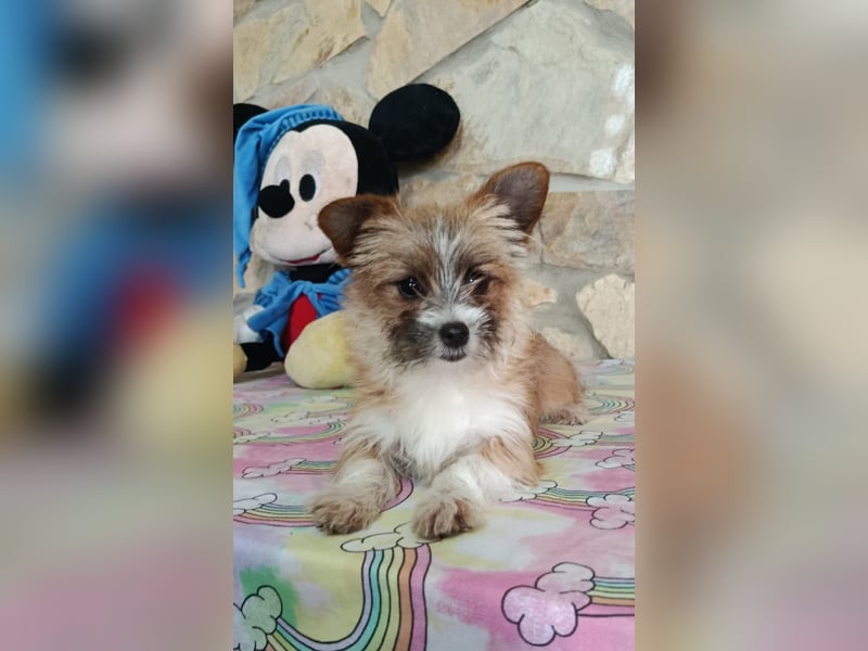 Safir aus der Welpenbande