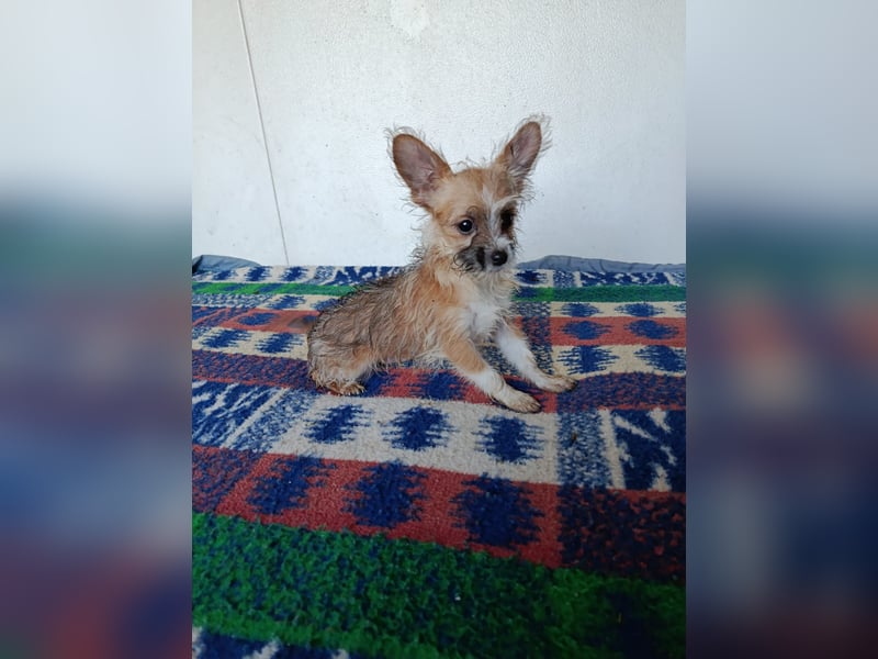 Safir aus der Welpenbande