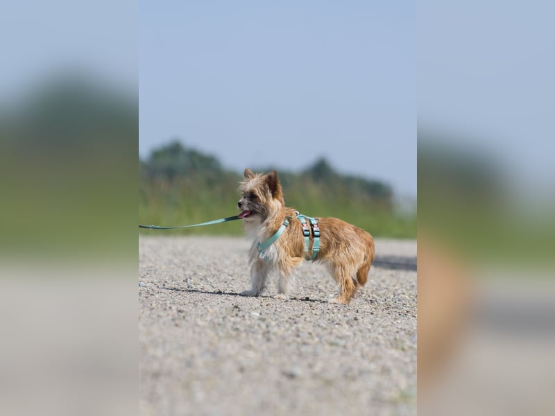 kleiner Safir sucht verantwortungsvolles Zuhause