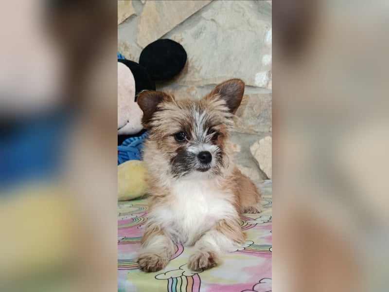 Safir aus der Welpenbande