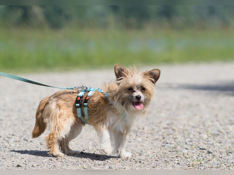 kleiner Safir sucht verantwortungsvolles Zuhause