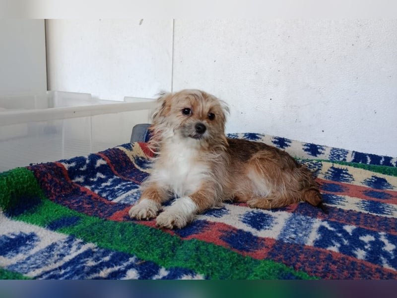 Maxima aus der Welpenbande