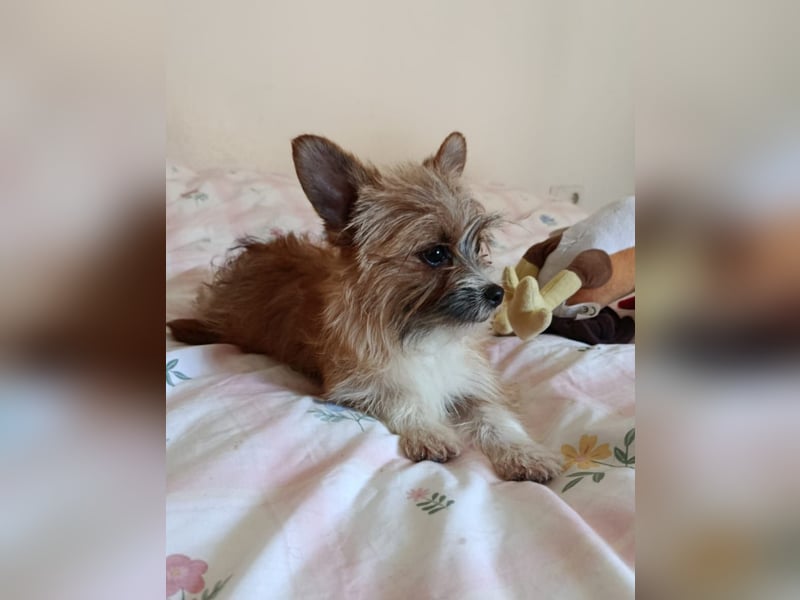 kleiner Safir sucht verantwortungsvolles Zuhause