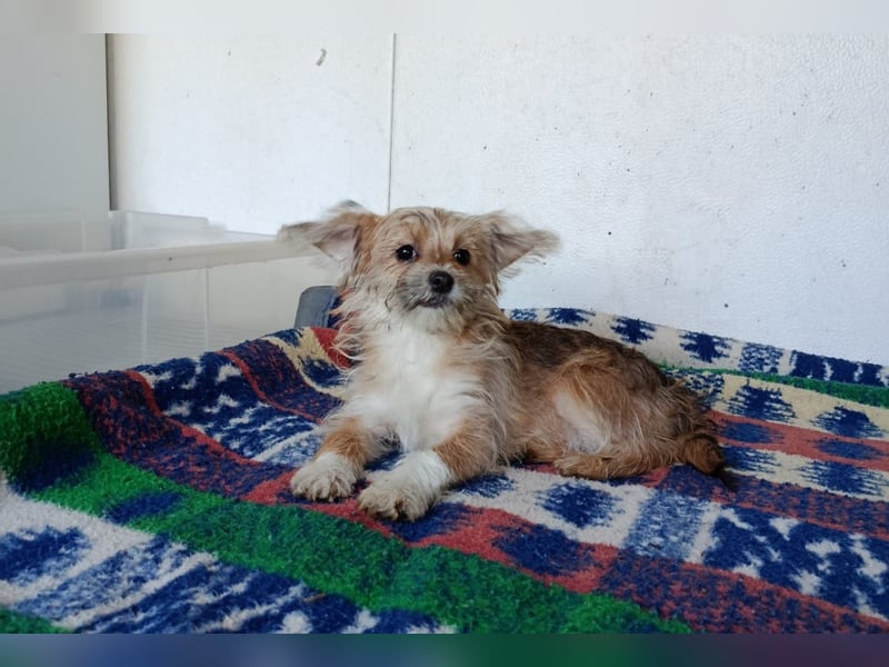 Maxima aus der Welpenbande