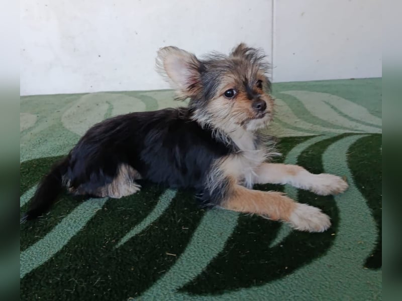 Iluna aus der Welpenbande