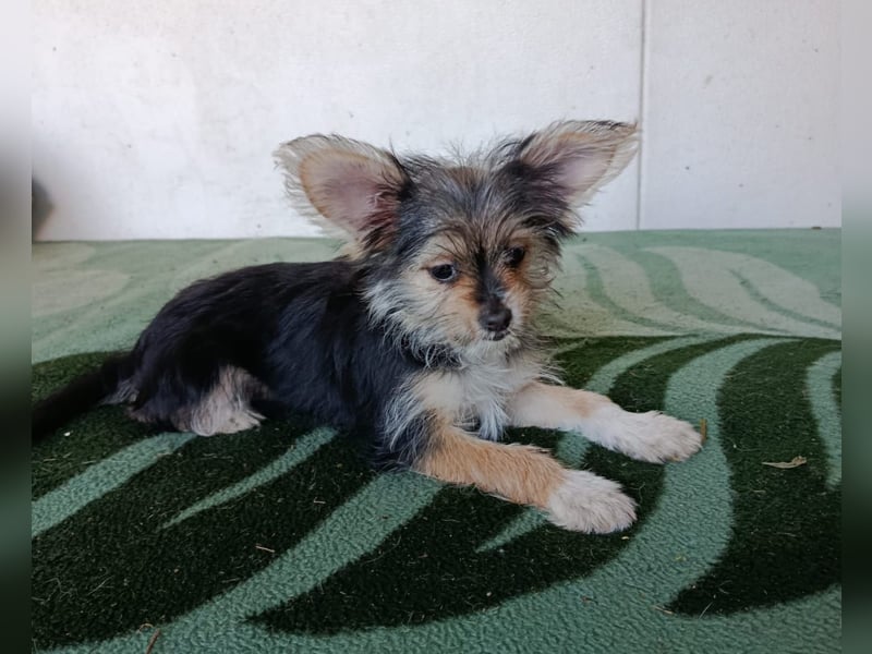 Iluna aus der Welpenbande