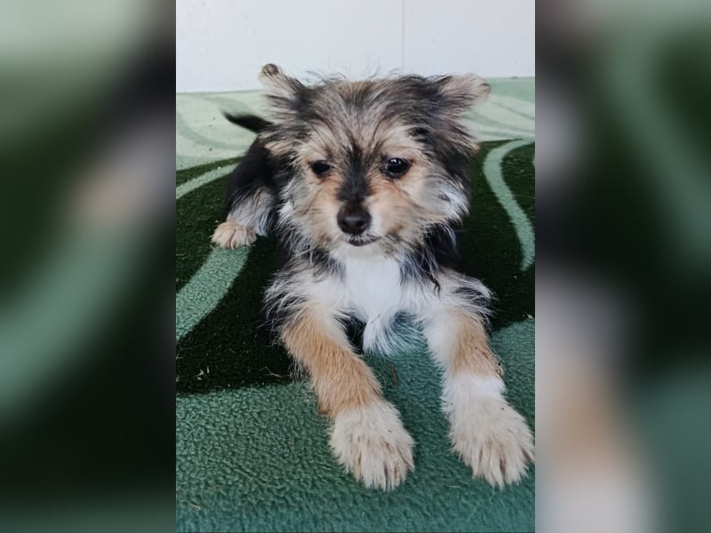 Iluna aus der Welpenbande