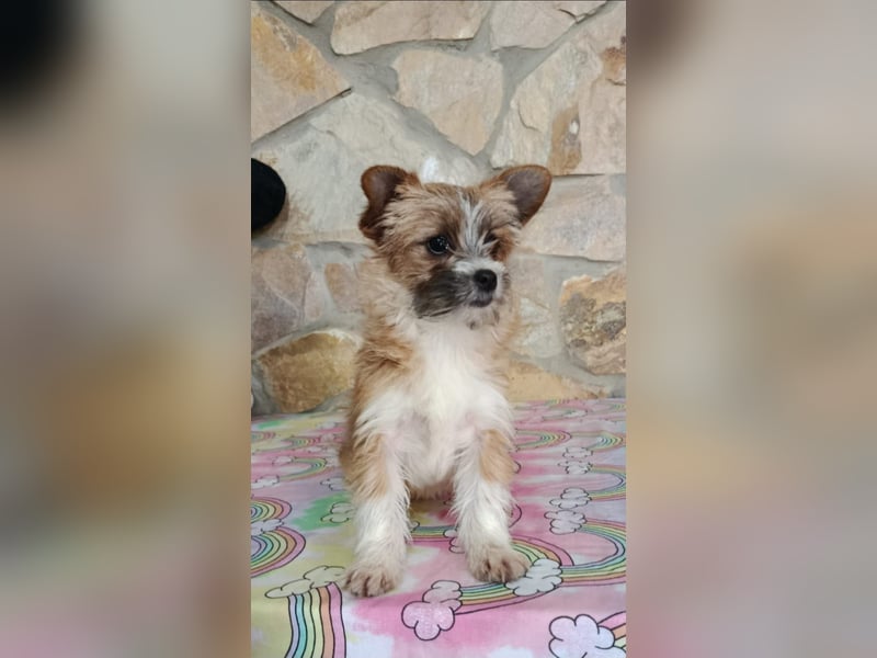 Safir aus der Welpenbande