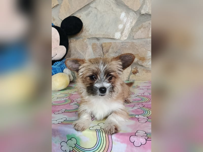 Safir aus der Welpenbande