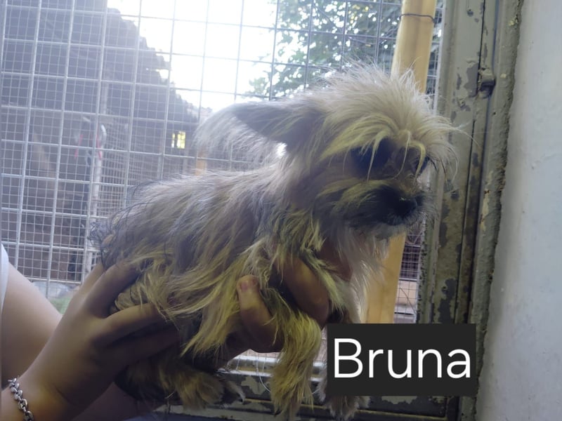 Manni, Safir, Iluna, Maxima und Bruna