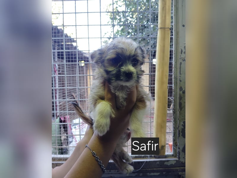 Safir aus der Welpenbande