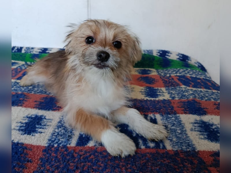 Maxima aus der Welpenbande