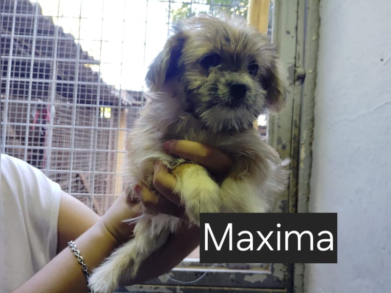 Manni, Safir, Iluna, Maxima und Bruna