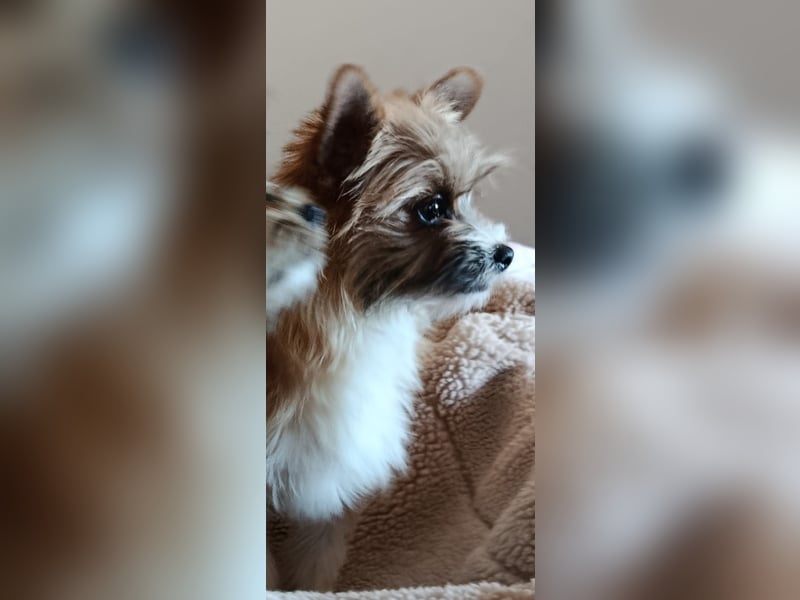 kleiner Safir sucht verantwortungsvolles Zuhause