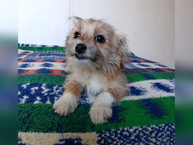 Maxima aus der Welpenbande