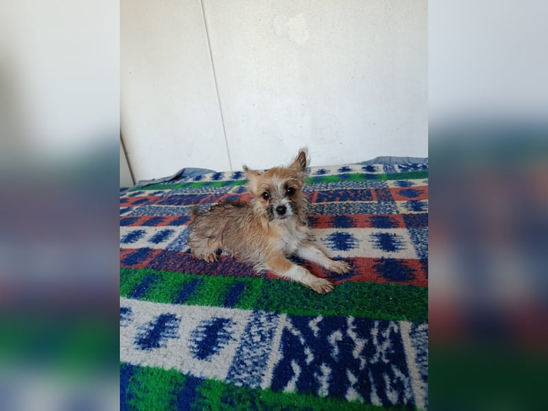 Safir aus der Welpenbande