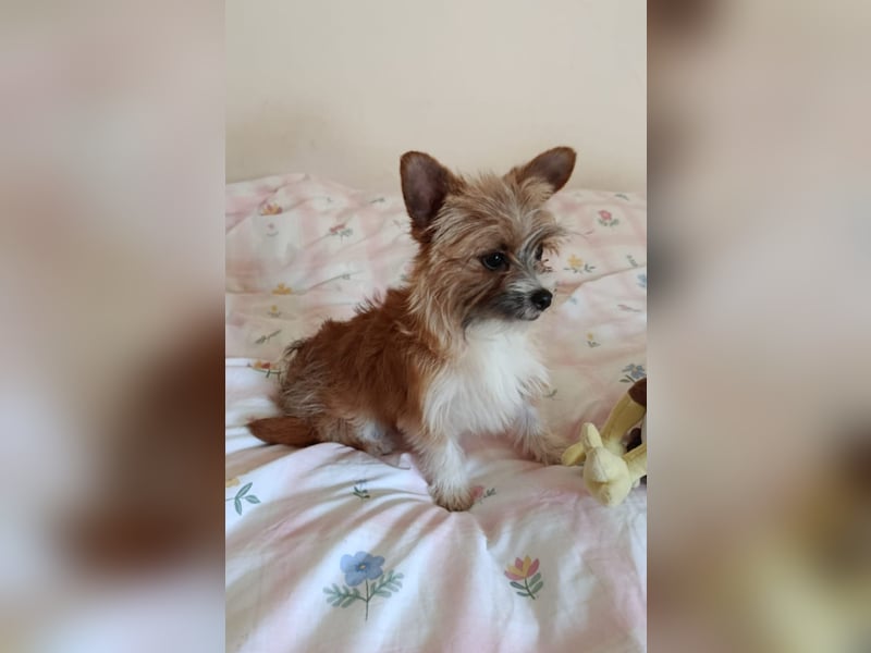 Safir aus der Welpenbande