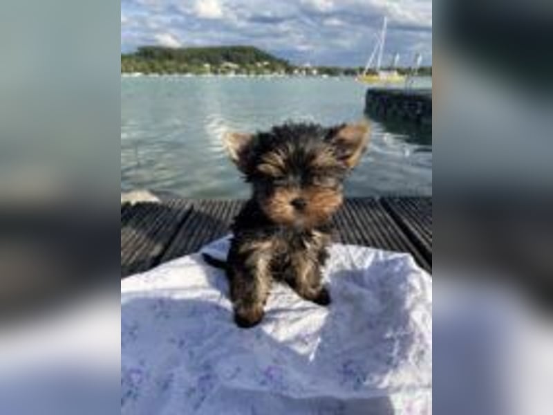 Suesser Yorkshire Terrier Welpe, weiblich