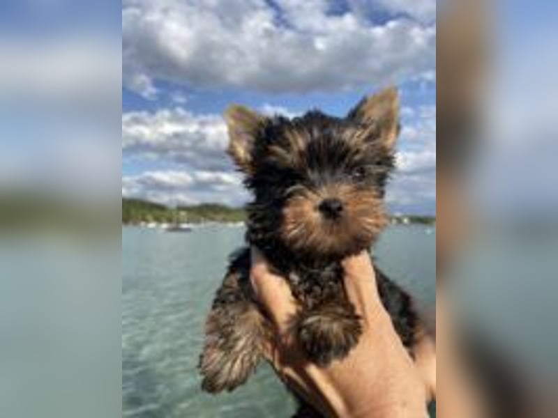 Suesser Yorkshire Terrier Welpe, weiblich