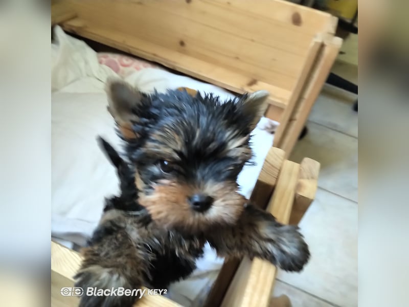 Suesser Yorkshire Terrier Welpe, weiblich