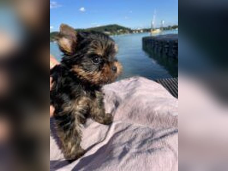 Suesser Yorkshire Terrier Welpe, weiblich