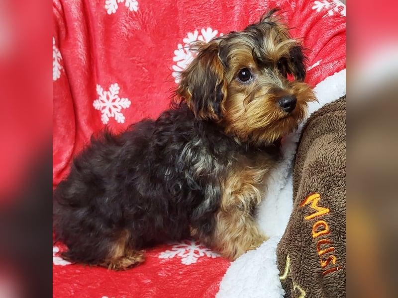 CODI unser kleiner Yorki Mix Welpe