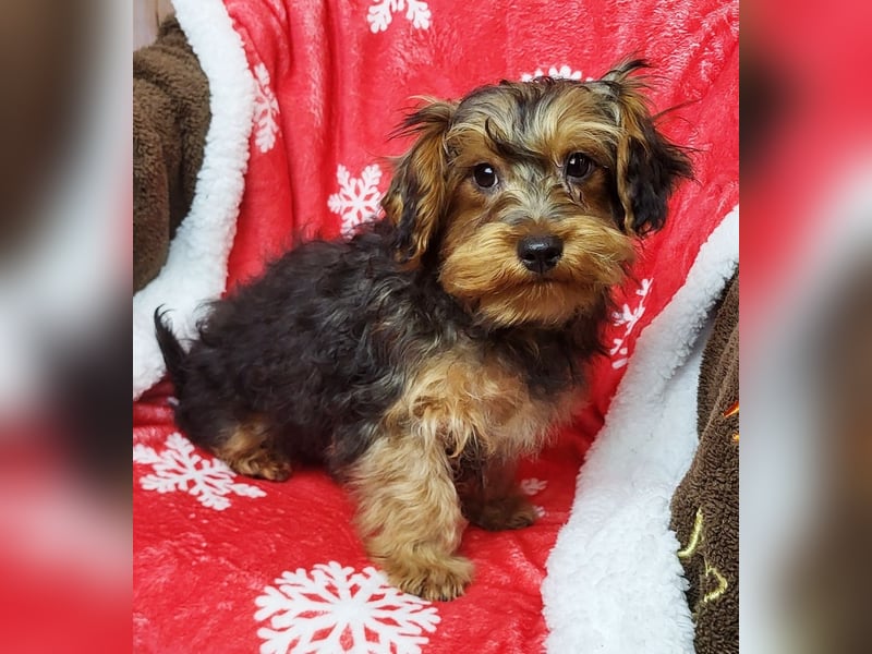 CODI unser kleiner Yorki Mix Welpe