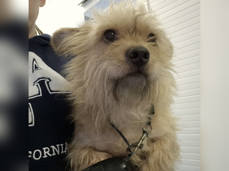 Foxy ein kleiner Schatz