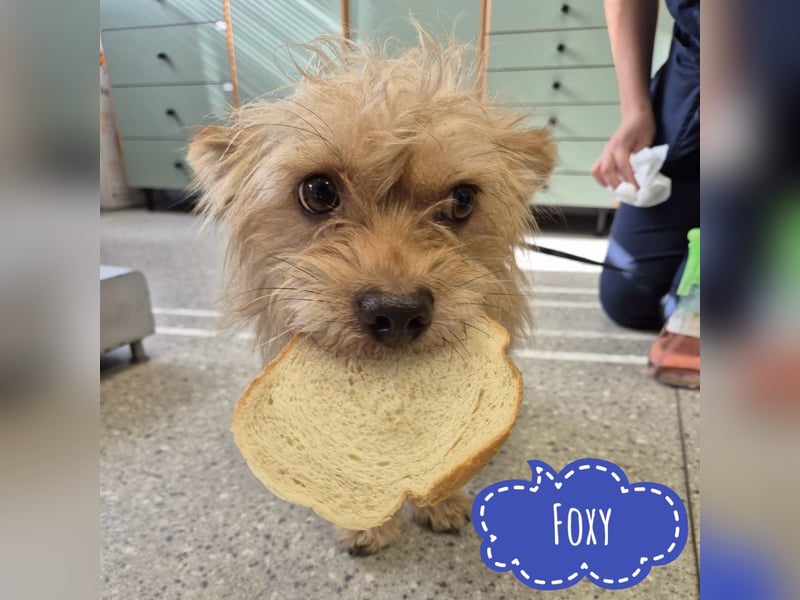 Foxy ein kleiner Schatz