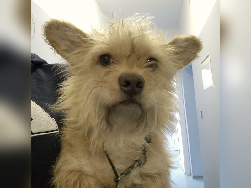 Foxy ein kleiner Schatz