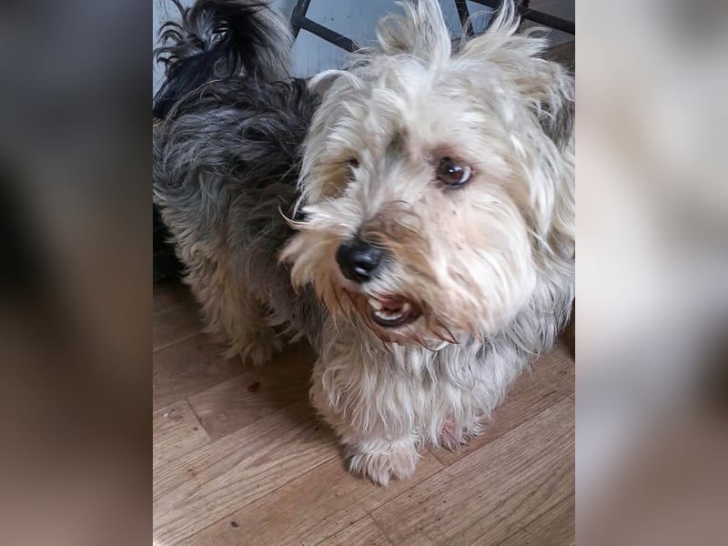 YorkyMix Florin ist eine kleine Knutschkugel