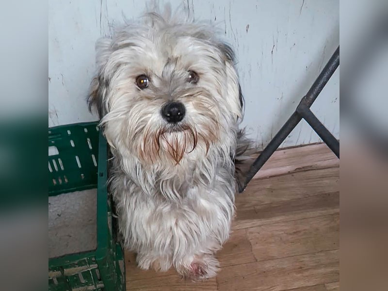 YorkyMix Florin ist eine kleine Knutschkugel