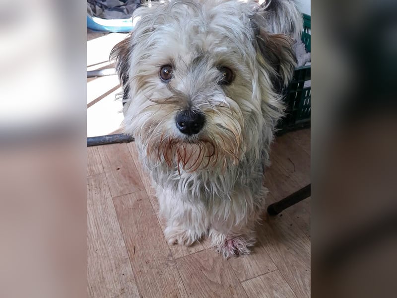 YorkyMix Florin ist eine kleine Knutschkugel