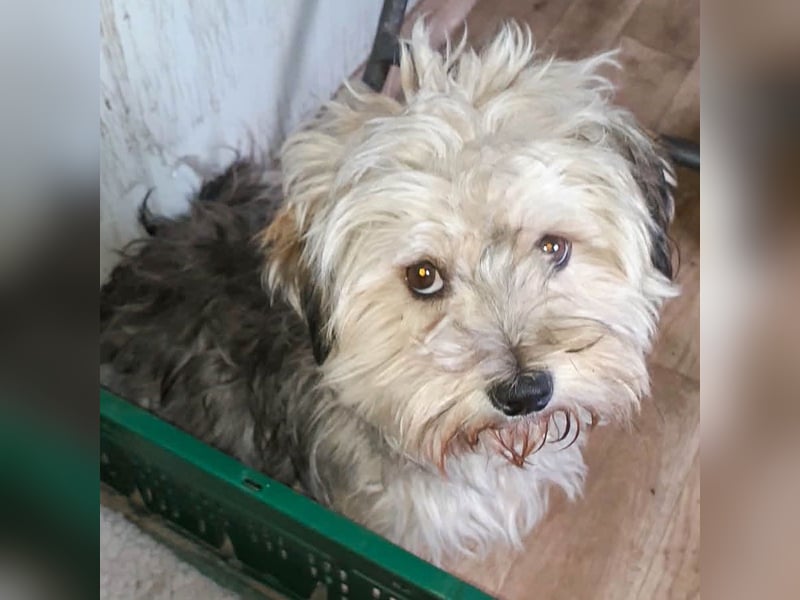 YorkyMix Florin ist eine kleine Knutschkugel