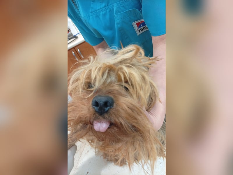 Jozsi PP – kleiner Yorkiemann sucht endlich sein Glück 