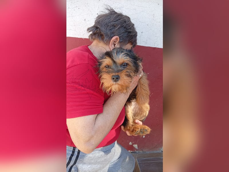 Pali PP – kleiner Yorkie sucht seinen großen Neuanfang 