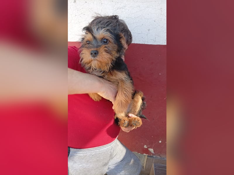 Pali PP – kleiner Yorkie sucht seinen großen Neuanfang 