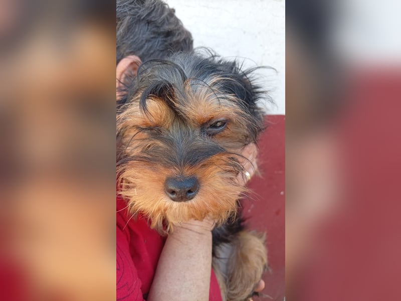 Pali PP – kleiner Yorkie sucht seinen großen Neuanfang 