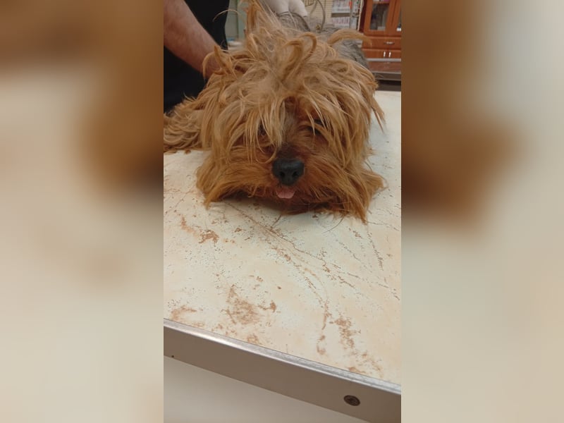 Jozsi PP – kleiner Yorkiemann sucht endlich sein Glück 